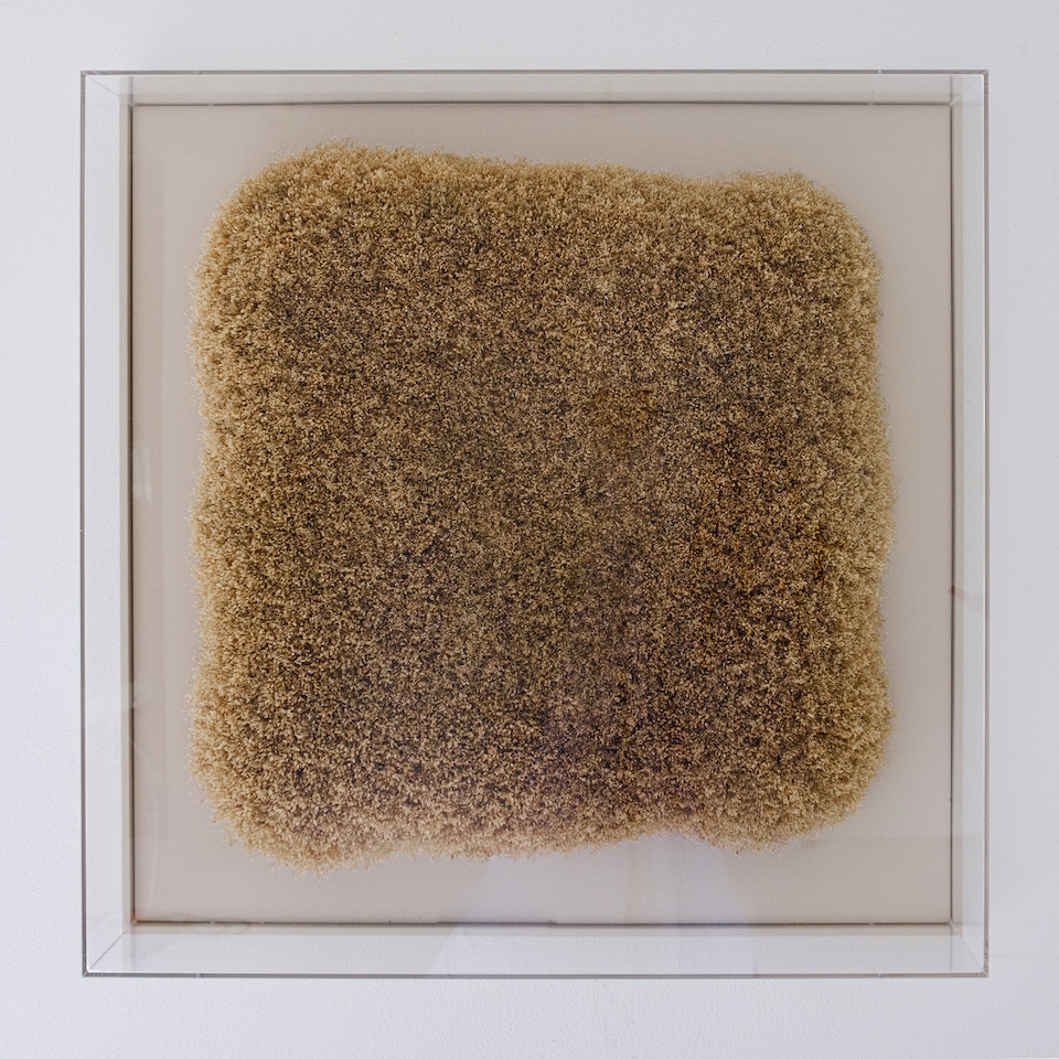 Dreams on a pillow Hilde Trip